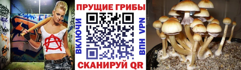 МЕГА   цена наркотик  Выборг  Галлюциногенные грибы мицелий 